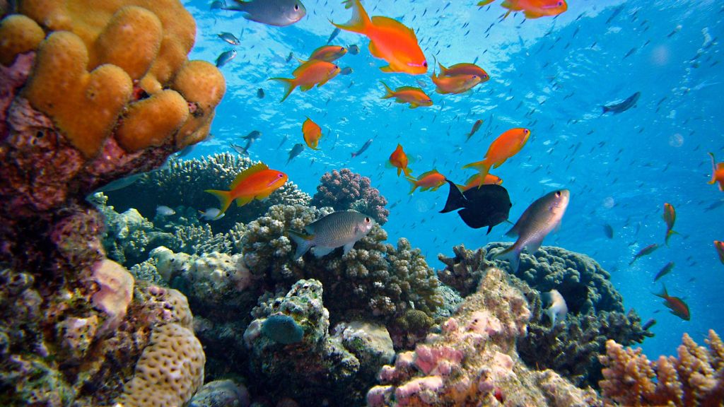 Trải nghiệm cảm giác có 1-0-2 - lặn ngắm san hô tại đảo